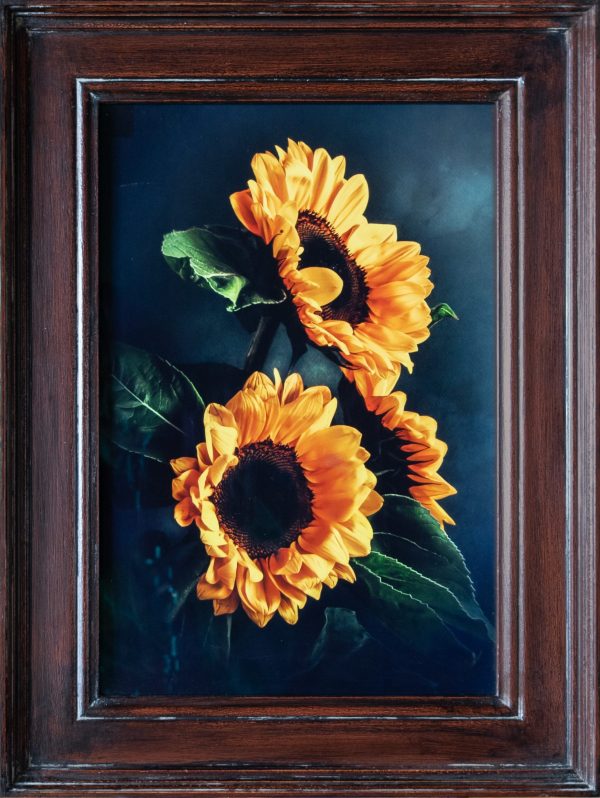 Zonnebloemen