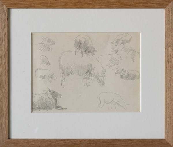 Schapen Studie