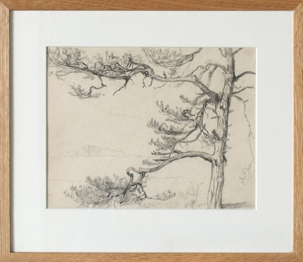 Spar Duinlandschap